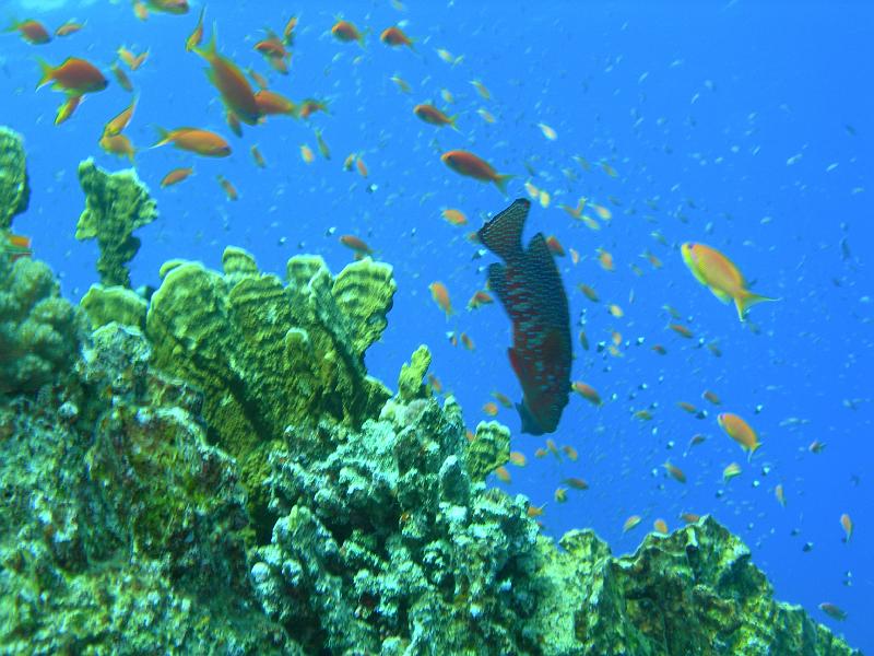 MANGROVE 07  2008 257.jpg